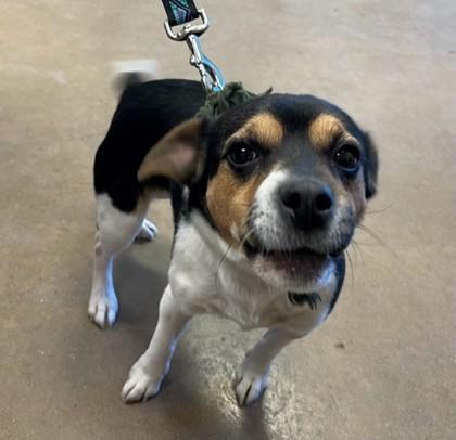 Enlarge Sweetness, a Adoptable mixed breed image 2/2