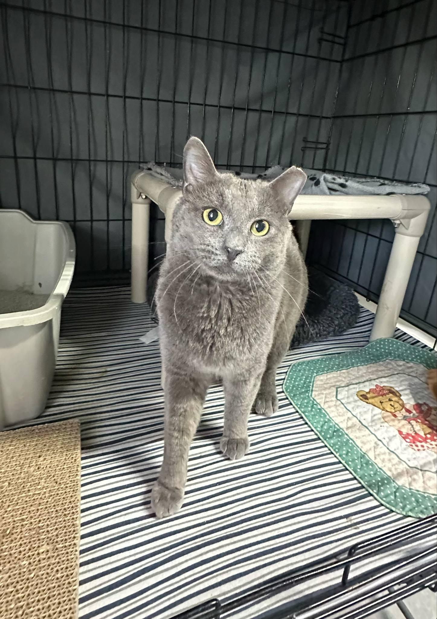 Enlarge Mr. Grey, a Adopted mixed breed in Hillside, NJ image 2/6