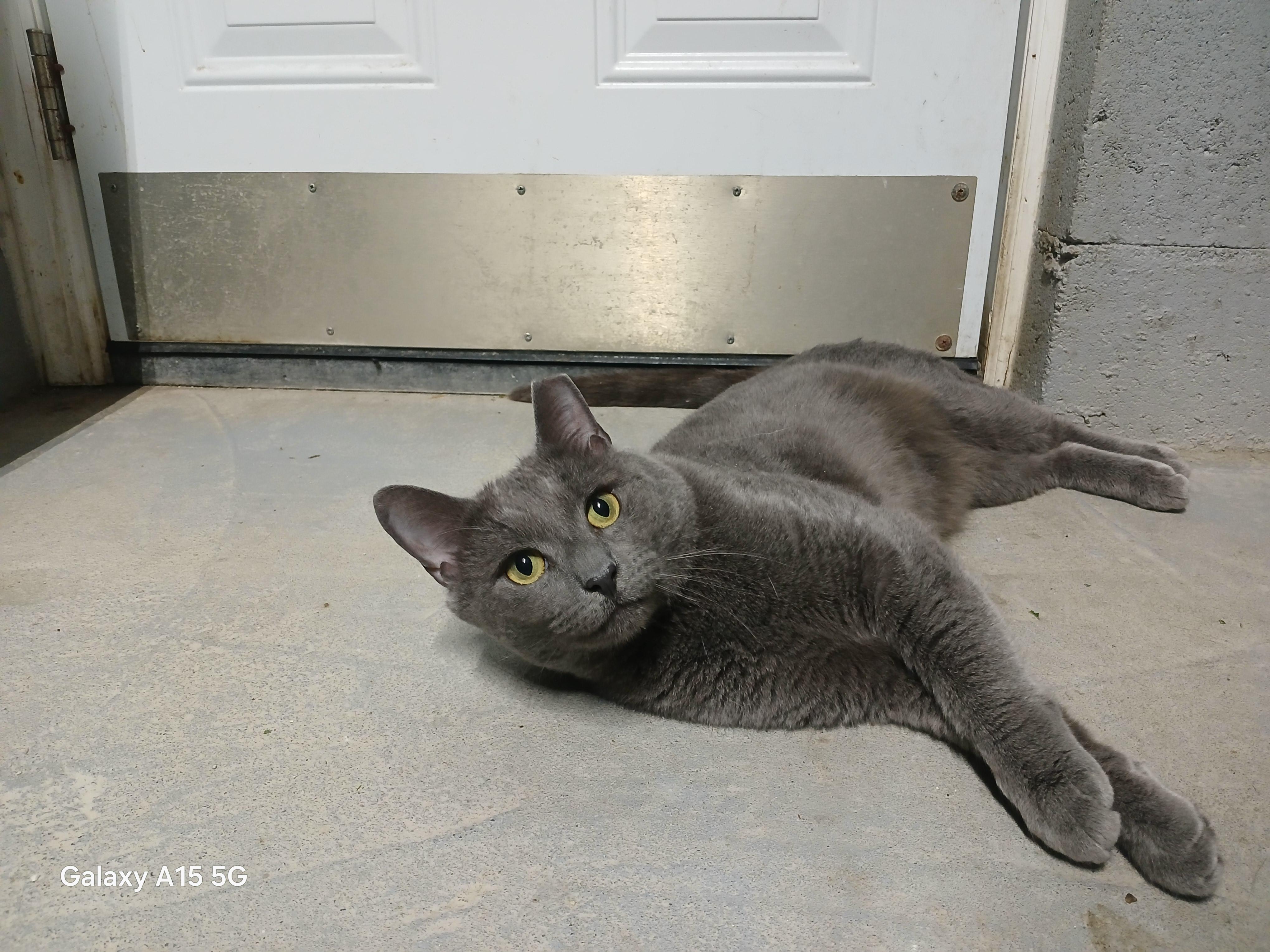 Enlarge Mr. Grey, a Adopted mixed breed in Hillside, NJ image 5/6