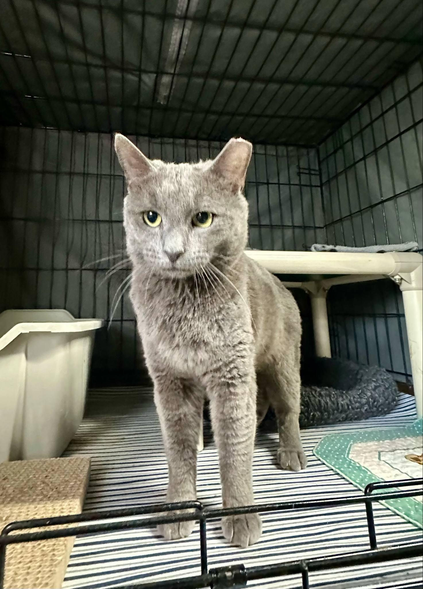 Enlarge Mr. Grey, a Adopted mixed breed in Hillside, NJ image 3/6