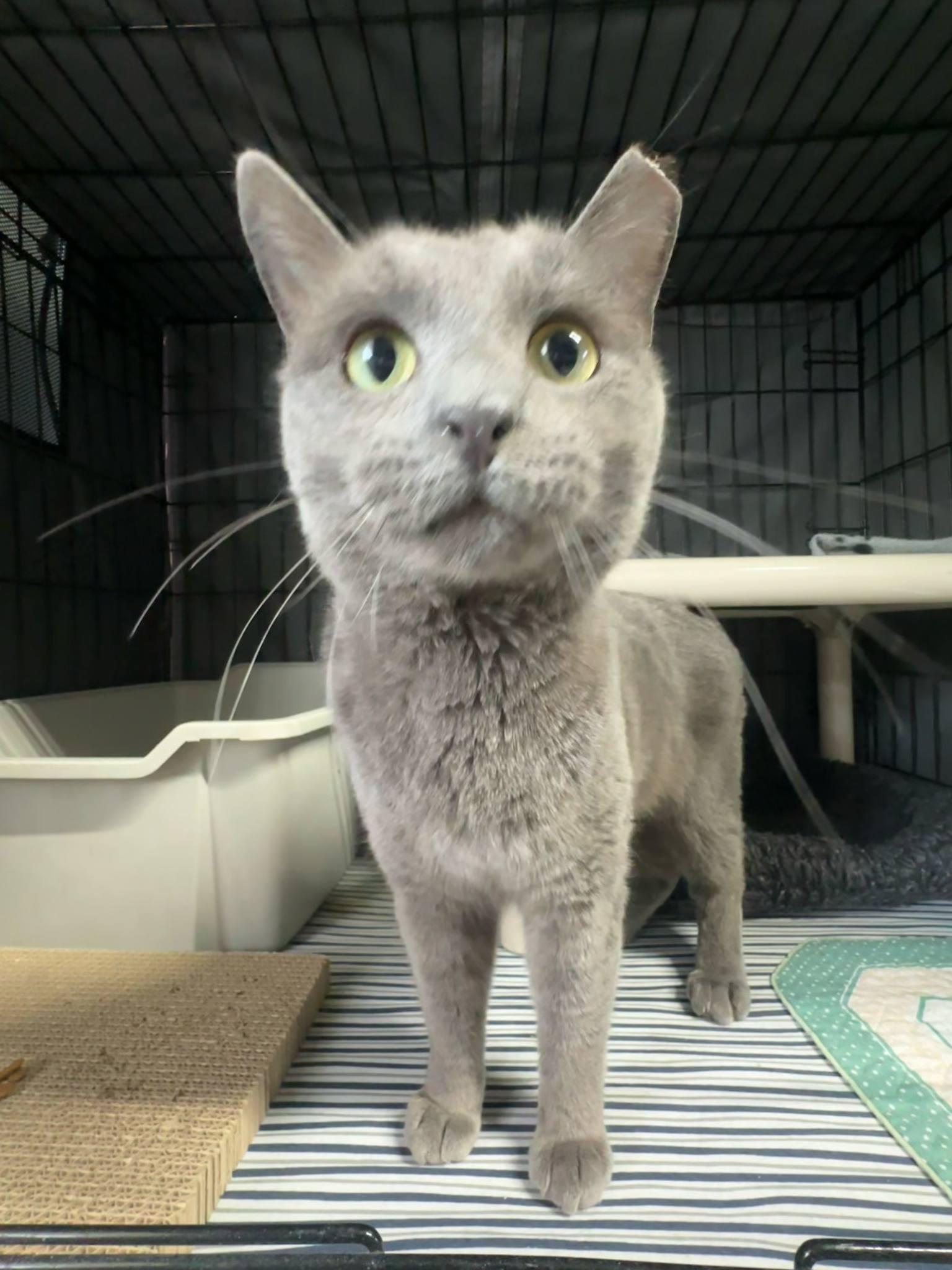 Enlarge Mr. Grey, a Adopted mixed breed in Hillside, NJ image 4/6