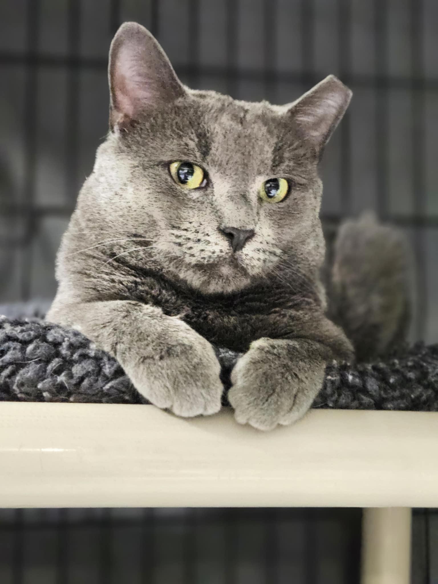 Enlarge Mr. Grey, a Adopted mixed breed in Hillside, NJ image 1/6