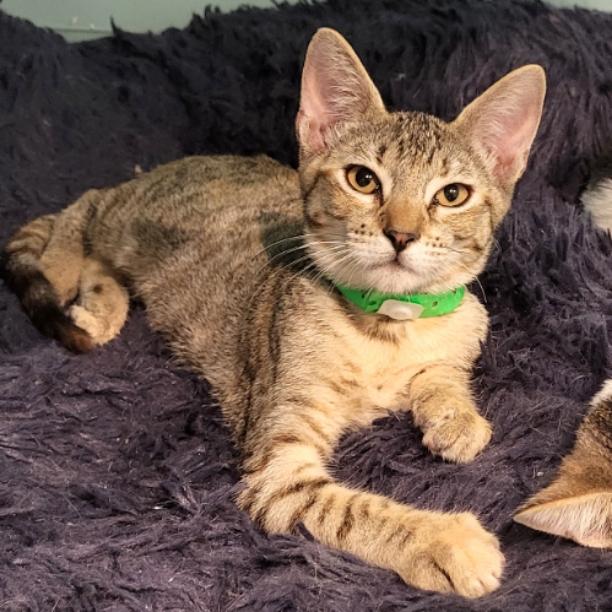 Enlarge Katreena, a Adoptable Domestic Short Hair in Aiea, HI image 2/3