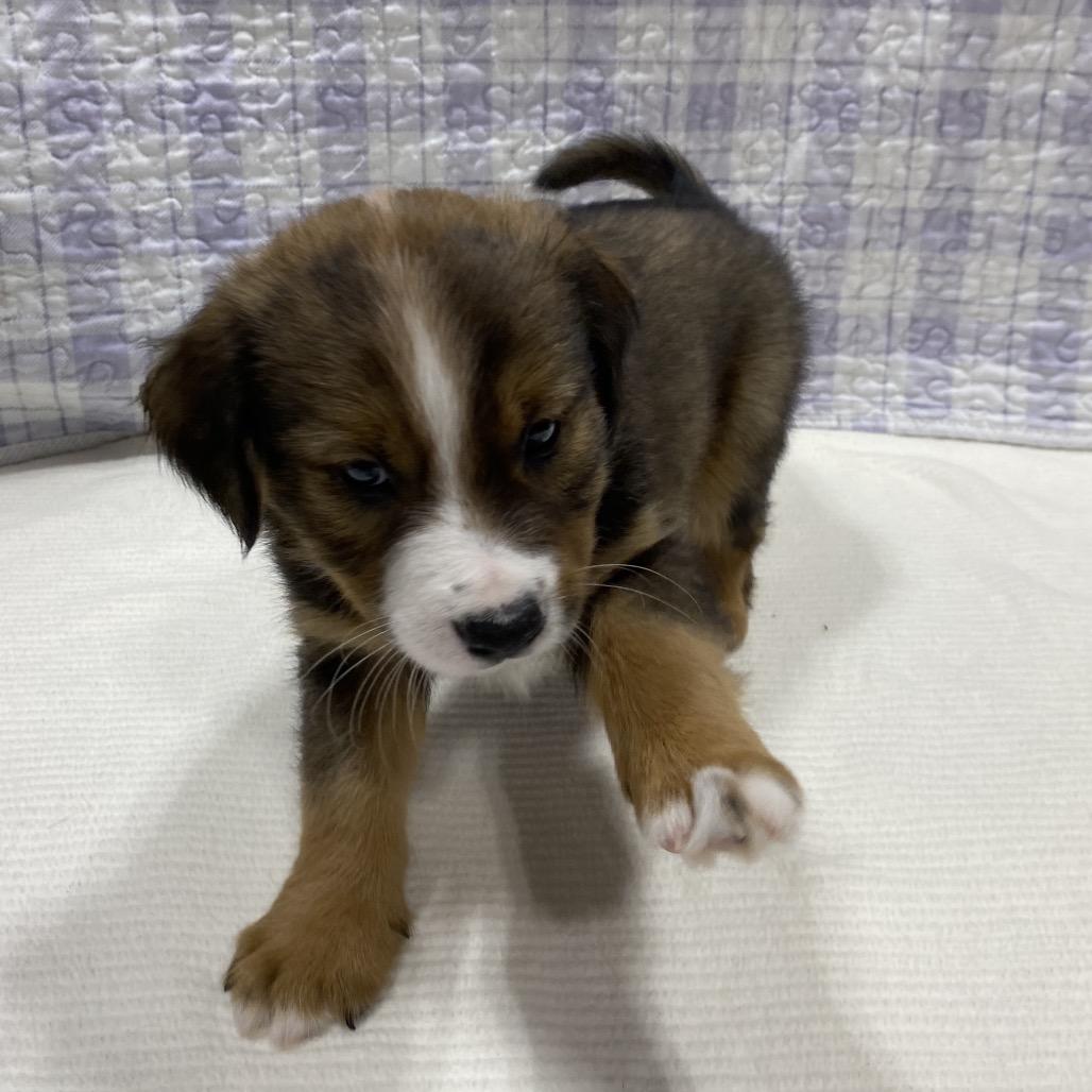 Tacoma, Adoptable, Puppy Male German Shepherd Dog & Collie.