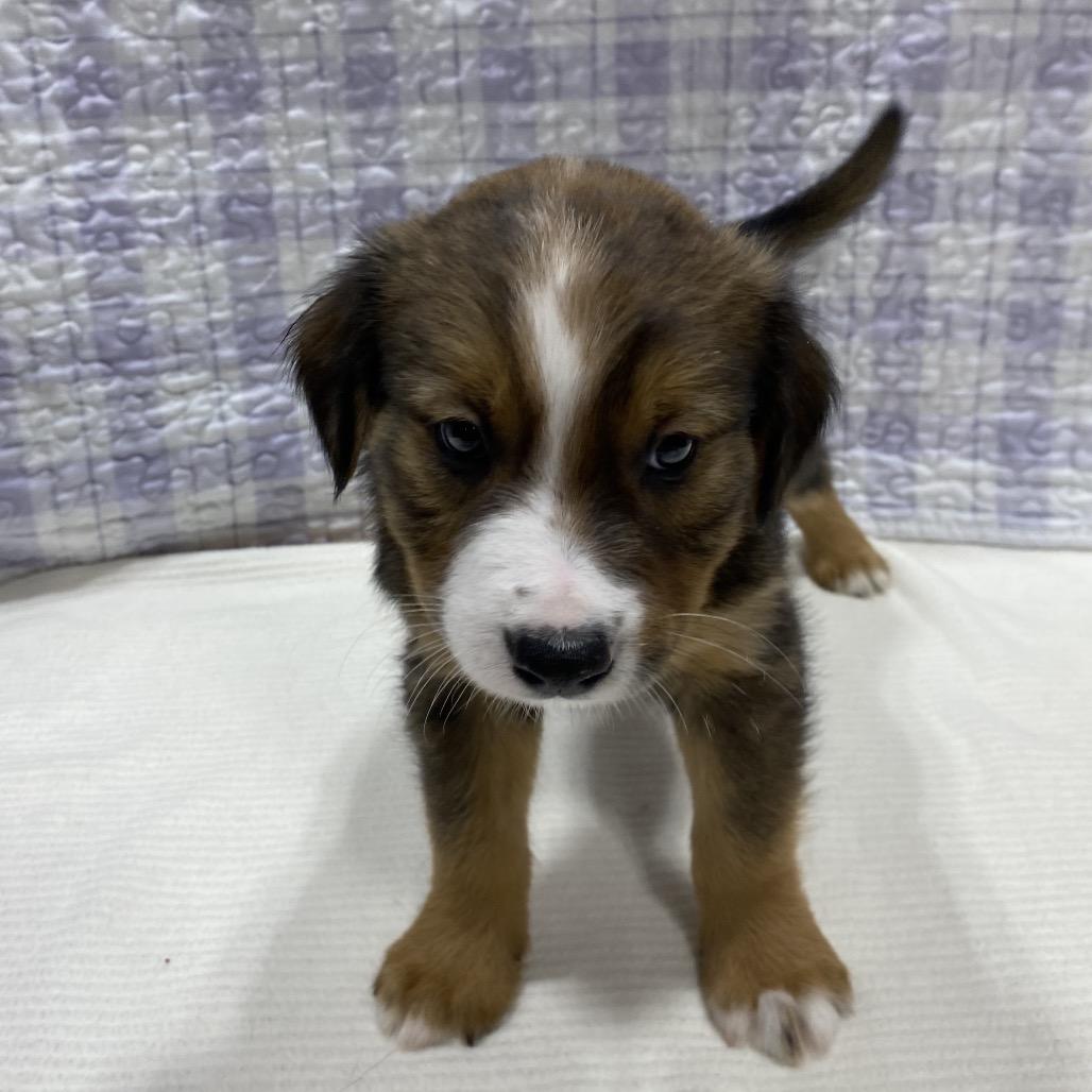 Enlarge Tacoma, a Adoptable mixed breed in Puslinch, ON image 2/6