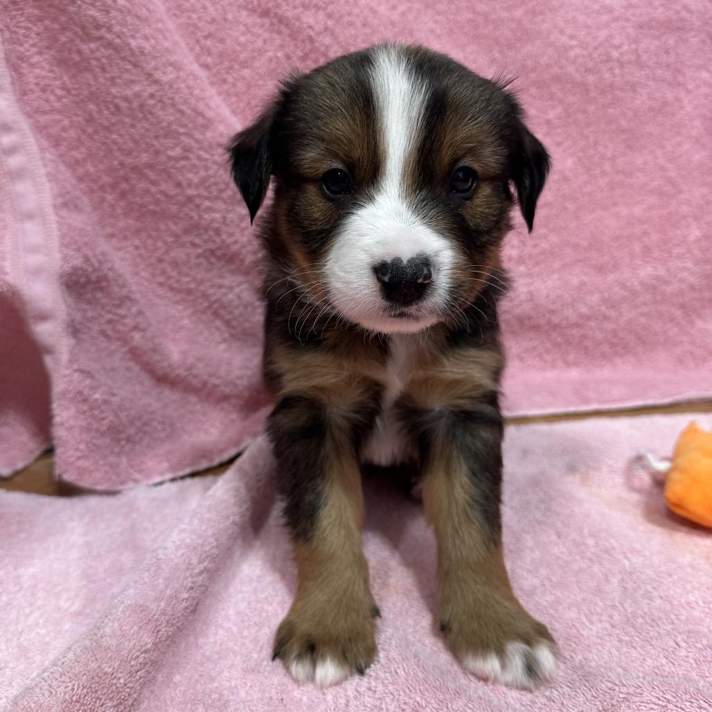 Enlarge Tacoma, a Adoptable mixed breed in Puslinch, ON image 3/6