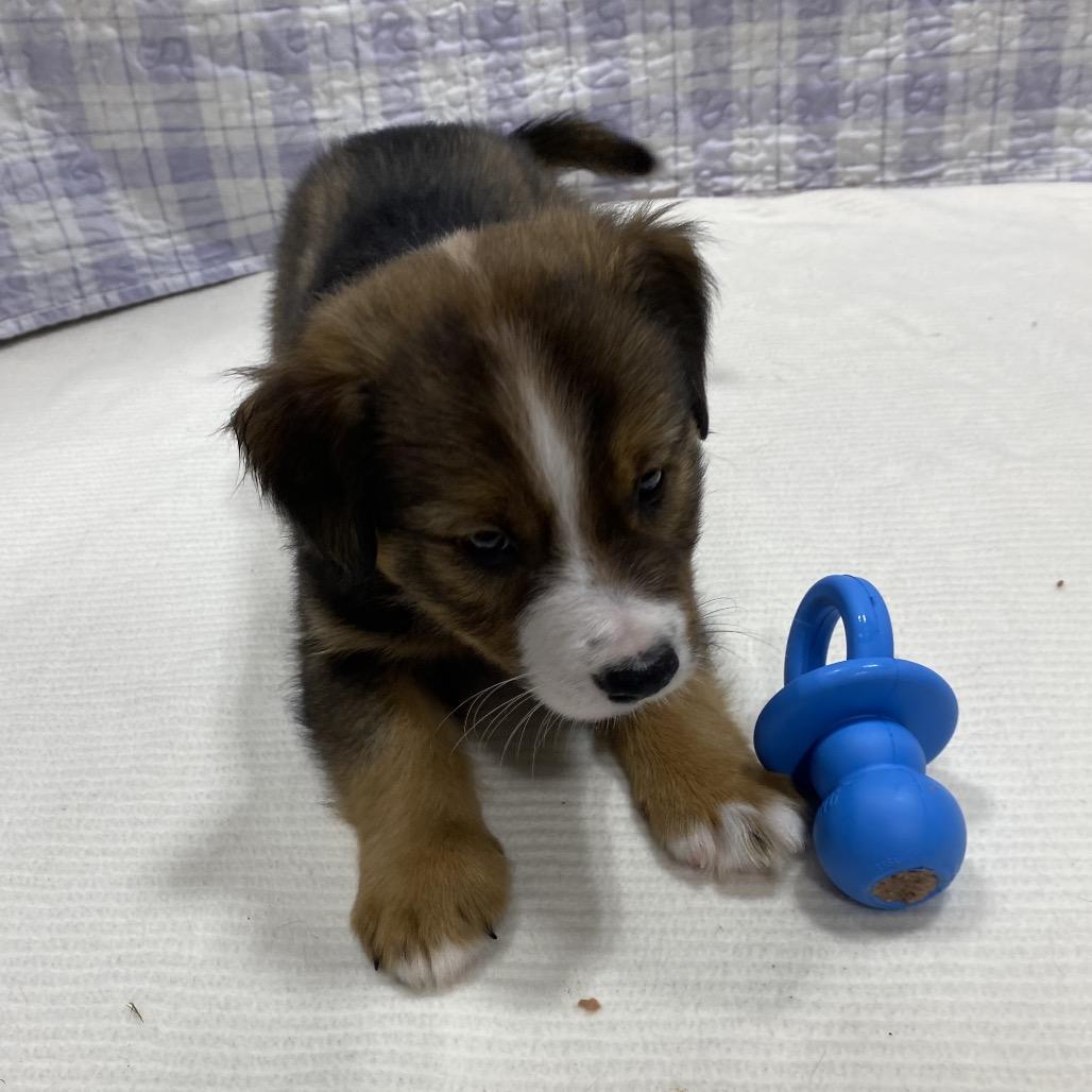 Enlarge Tacoma, a Adoptable mixed breed in Puslinch, ON image 4/6