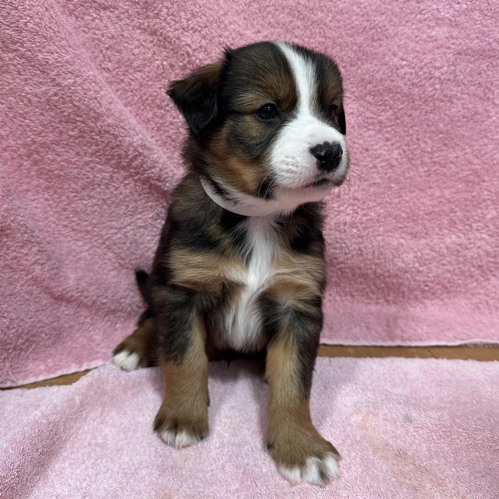 Enlarge Tacoma, a Adoptable mixed breed in Puslinch, ON image 5/6