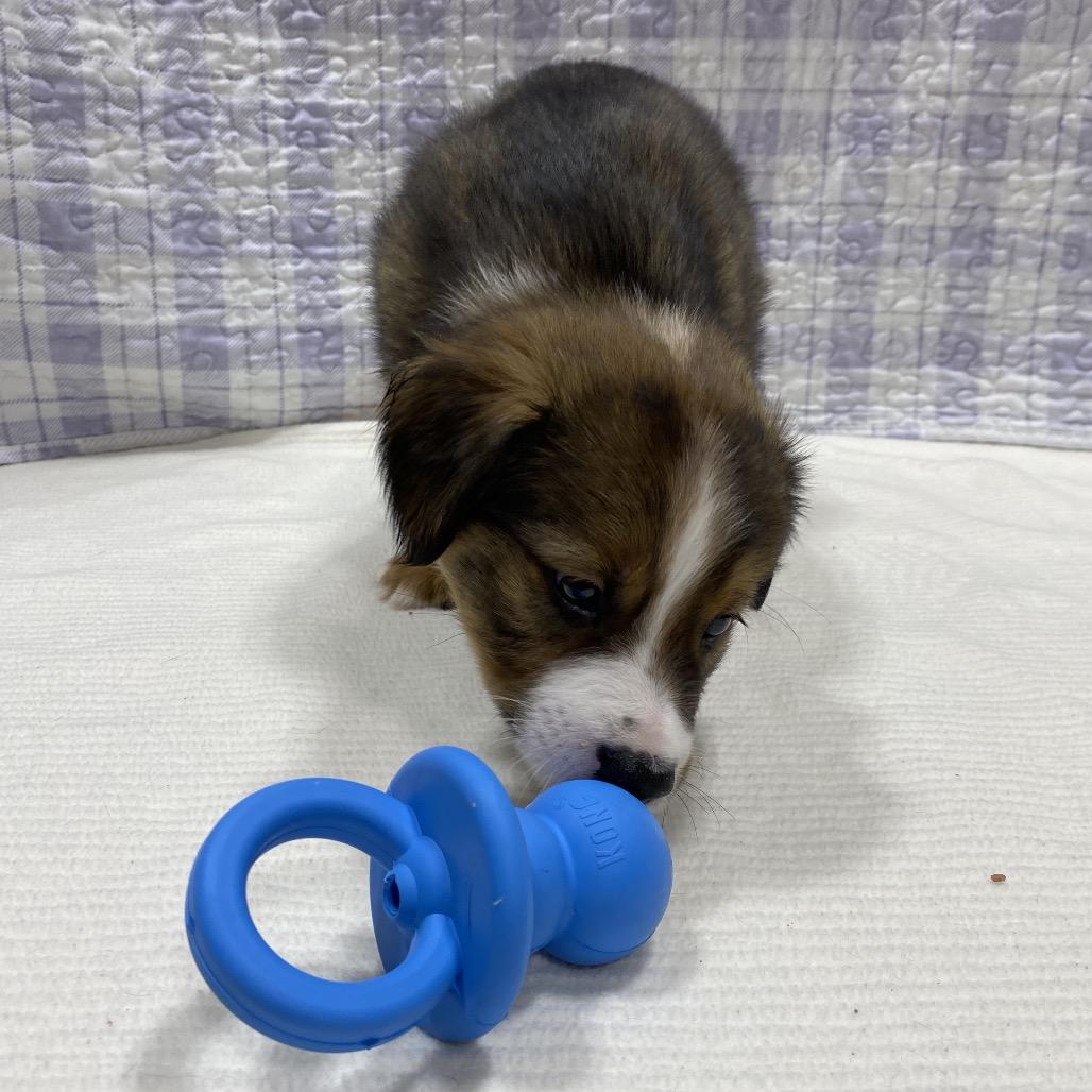 Enlarge Tacoma, a Adoptable mixed breed in Puslinch, ON image 6/6