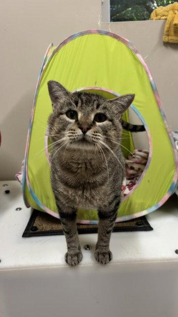 Chewie, Adoptable, Young Male Domestic Short Hair.