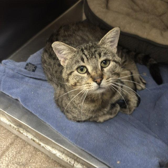 Enlarge Chewie, a Adoptable Domestic Short Hair in Holland, MI image 2/3