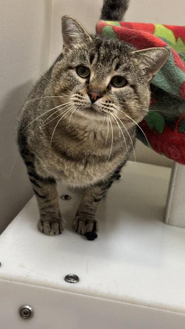 Enlarge Chewie, a Adoptable Domestic Short Hair in Holland, MI image 3/3