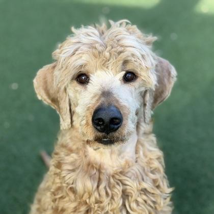 Toby - Adoptable Pet | Petfinder | Petfinder