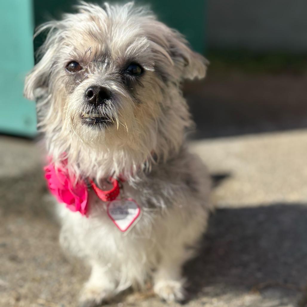 Mia-In Foster, Adoptable, Adult Female Maltese & Yorkshire Terrier.
