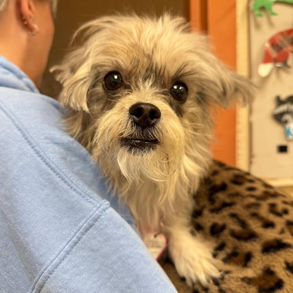 Mia-In Foster, a Adoptable mixed breed in Springfield, MA image 2/5