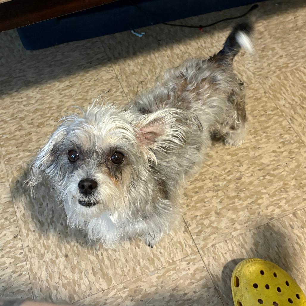 Mia-In Foster, a Adoptable mixed breed in Springfield, MA image 3/5