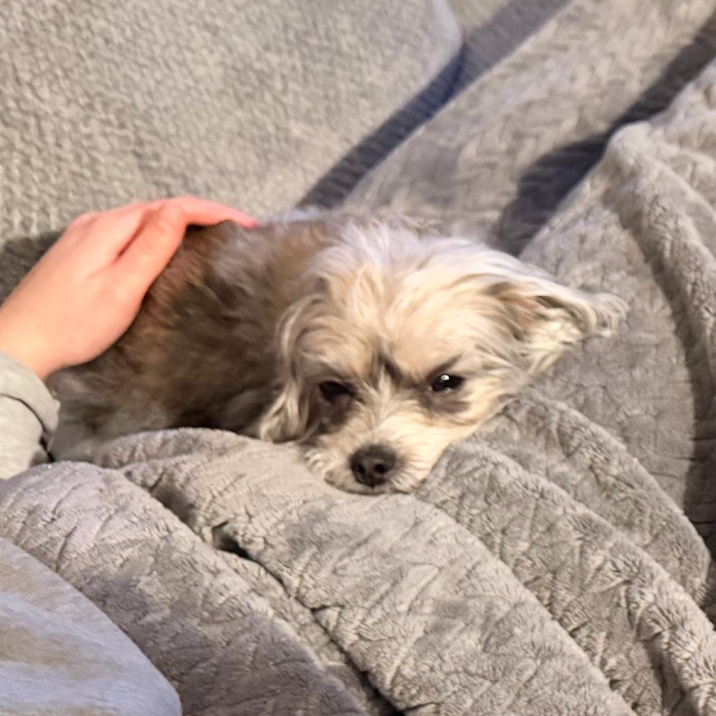 Mia-In Foster, a Adoptable mixed breed in Springfield, MA image 5/5