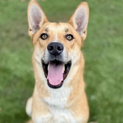 Enlarge Santana, a Adoptable mixed breed in Red Bluff, CA image 1/3