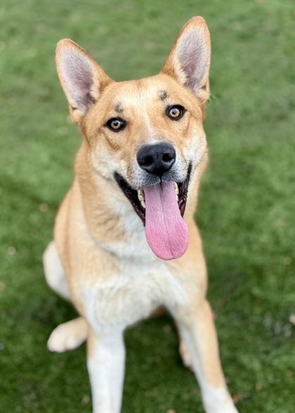 Enlarge Santana, a Adoptable mixed breed in Red Bluff, CA image 2/3