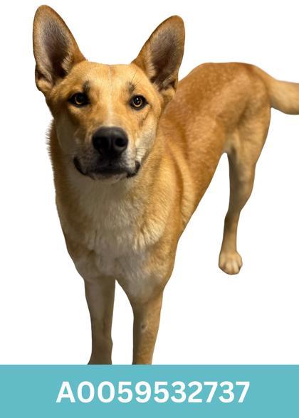 Enlarge Santana, a Adoptable mixed breed in Red Bluff, CA image 3/3