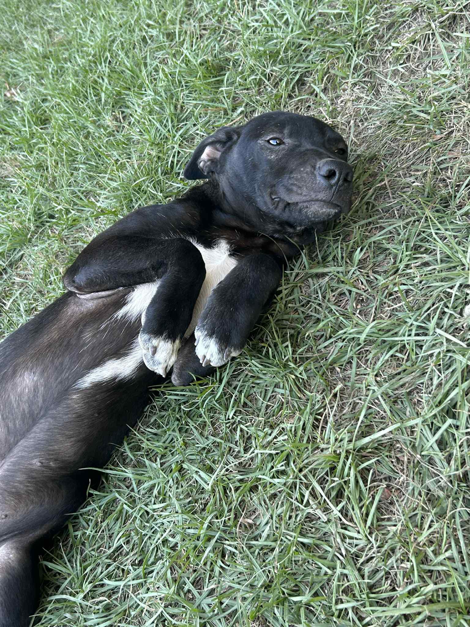 Enlarge Ozzy Ashcraft, a Adoptable Mountain Cur in Redfield, AR image 1/2