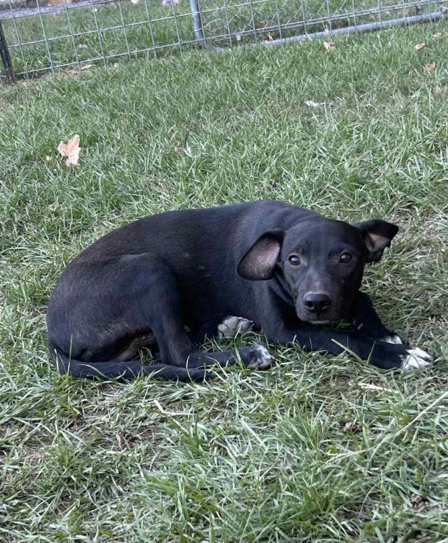 Enlarge Ozzy Ashcraft, a Adoptable Mountain Cur in Redfield, AR image 2/2