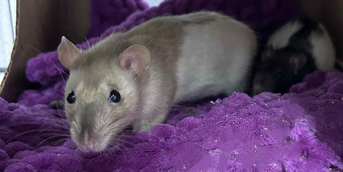 Betty and baby, Young Female Rat