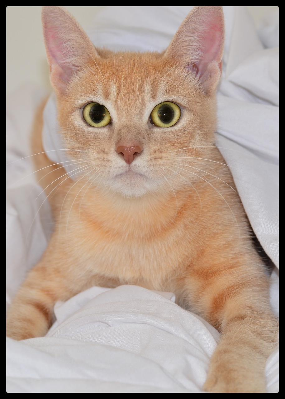 Winter A061272, Adopted, Young Female Domestic Short Hair.