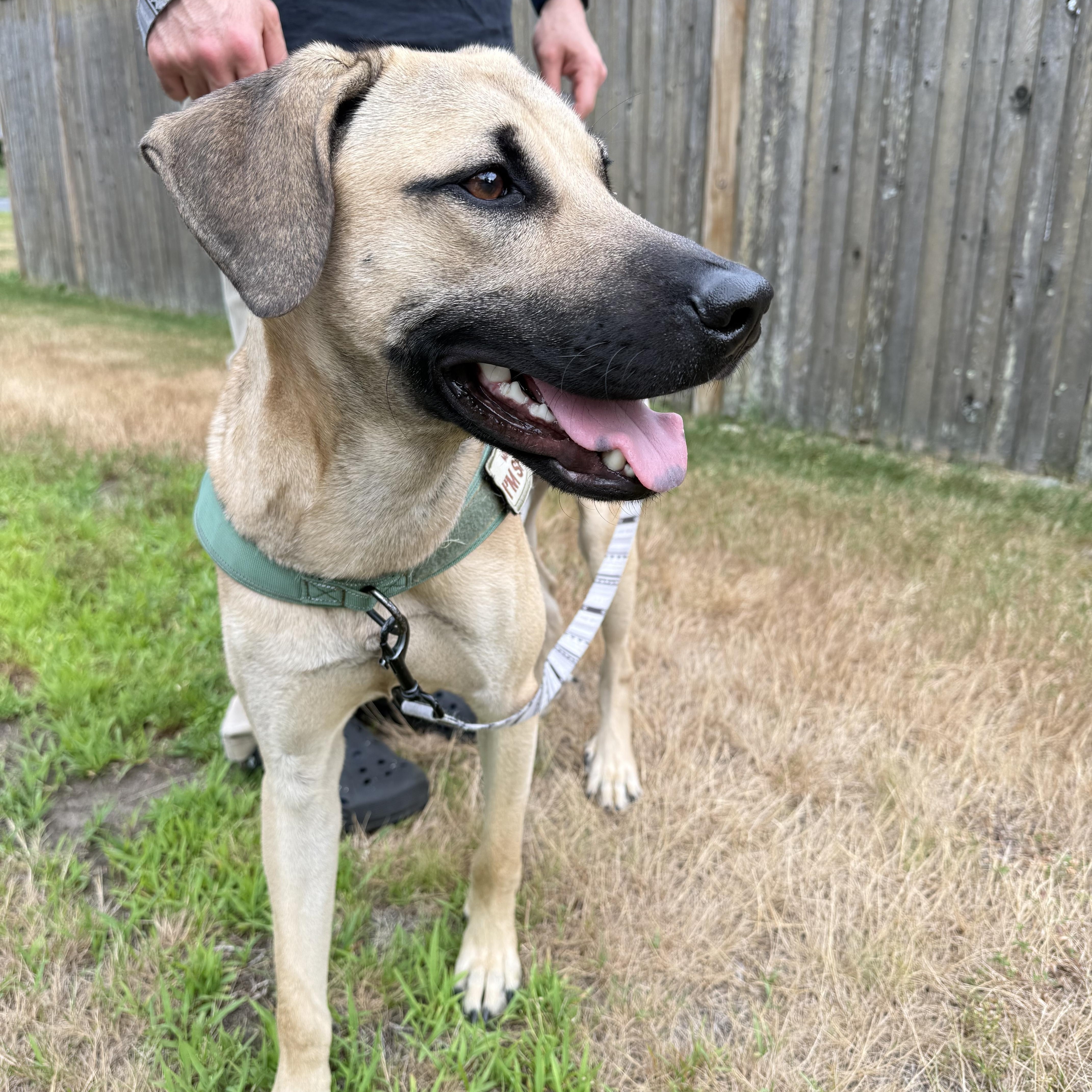 Darwin, an adopted mixed breed in Framingham, MA image 2/6