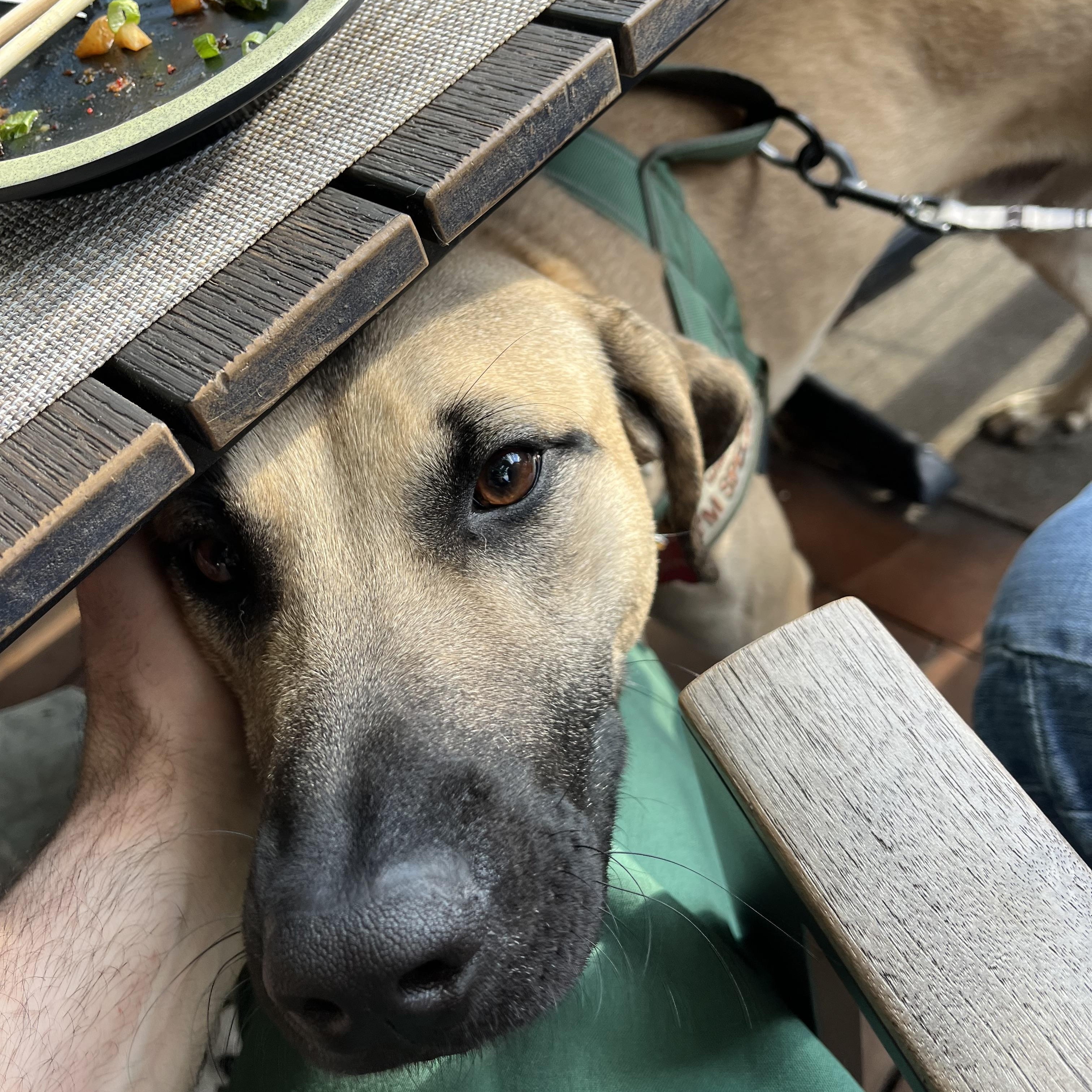 Darwin, an adopted mixed breed in Framingham, MA image 3/6
