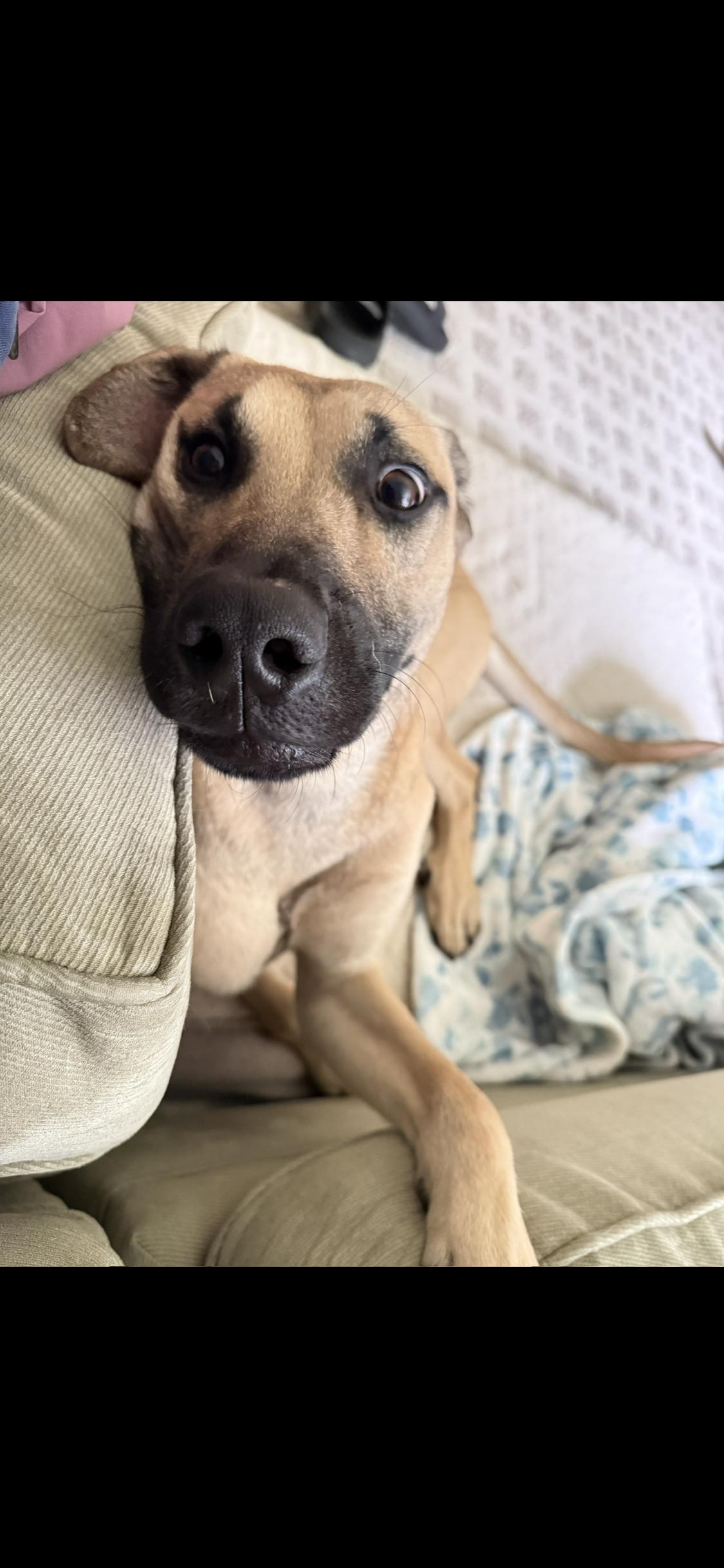 Darwin, an adopted mixed breed in Framingham, MA image 4/6