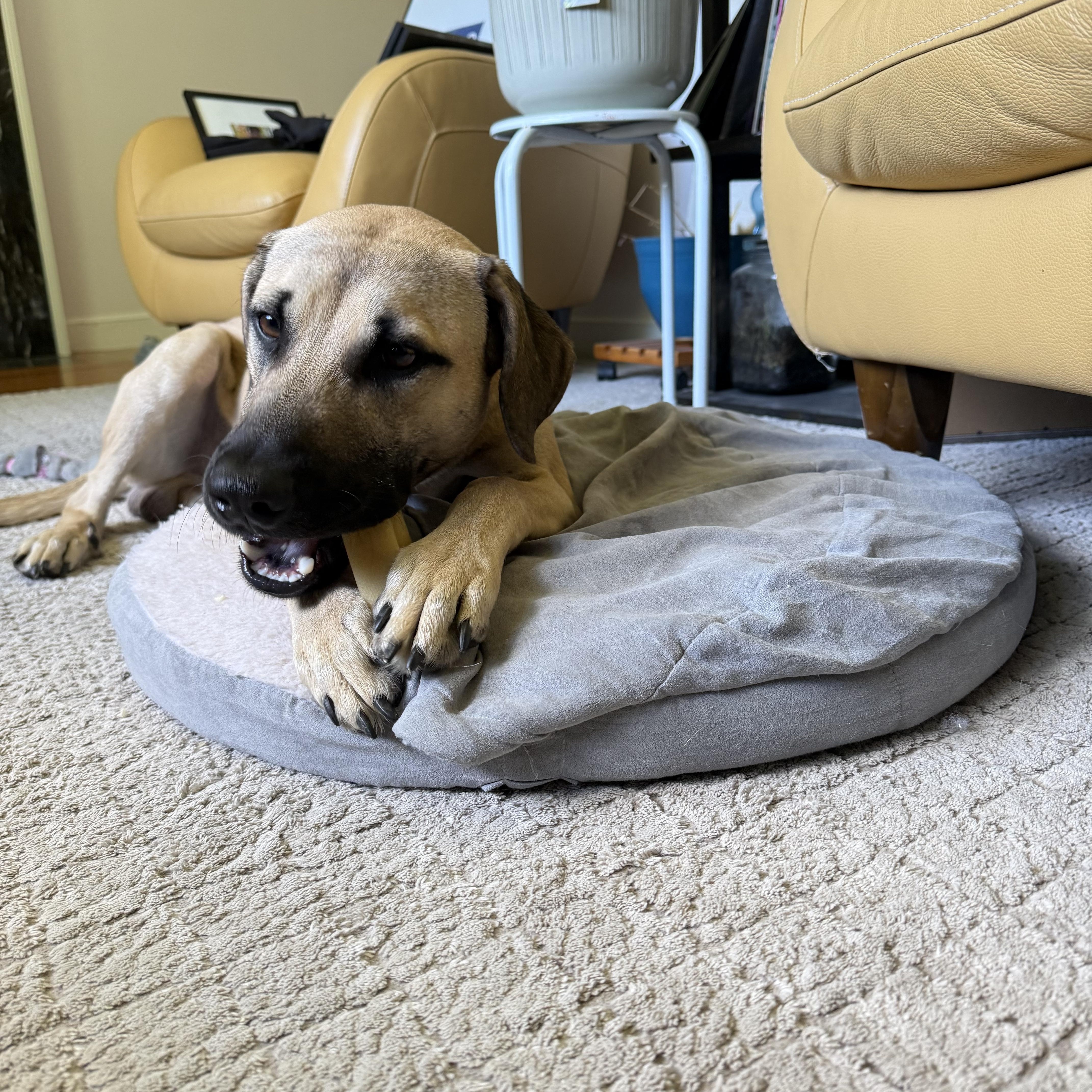 Darwin, an adopted mixed breed in Framingham, MA image 6/6