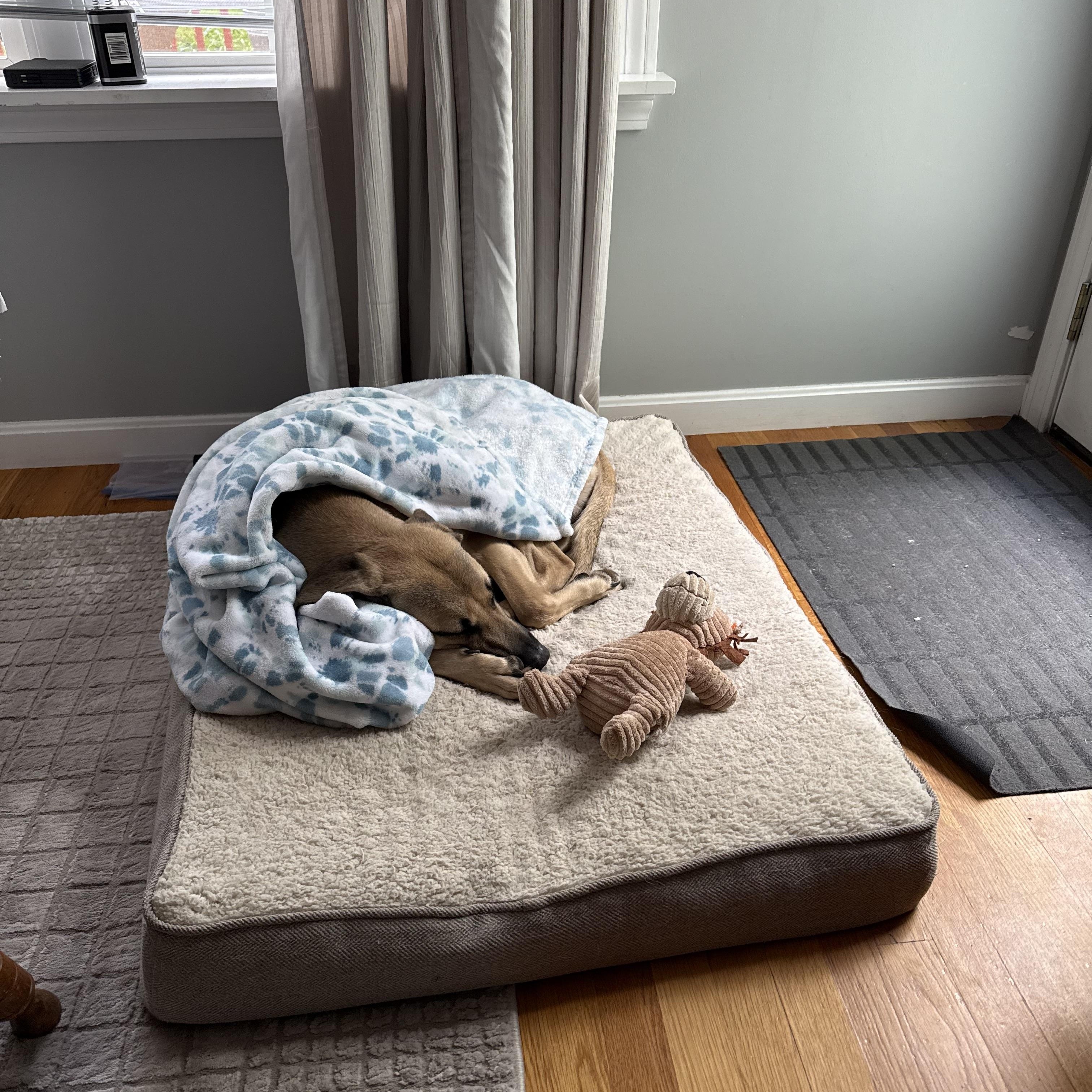 Darwin, an adopted mixed breed in Framingham, MA image 5/6