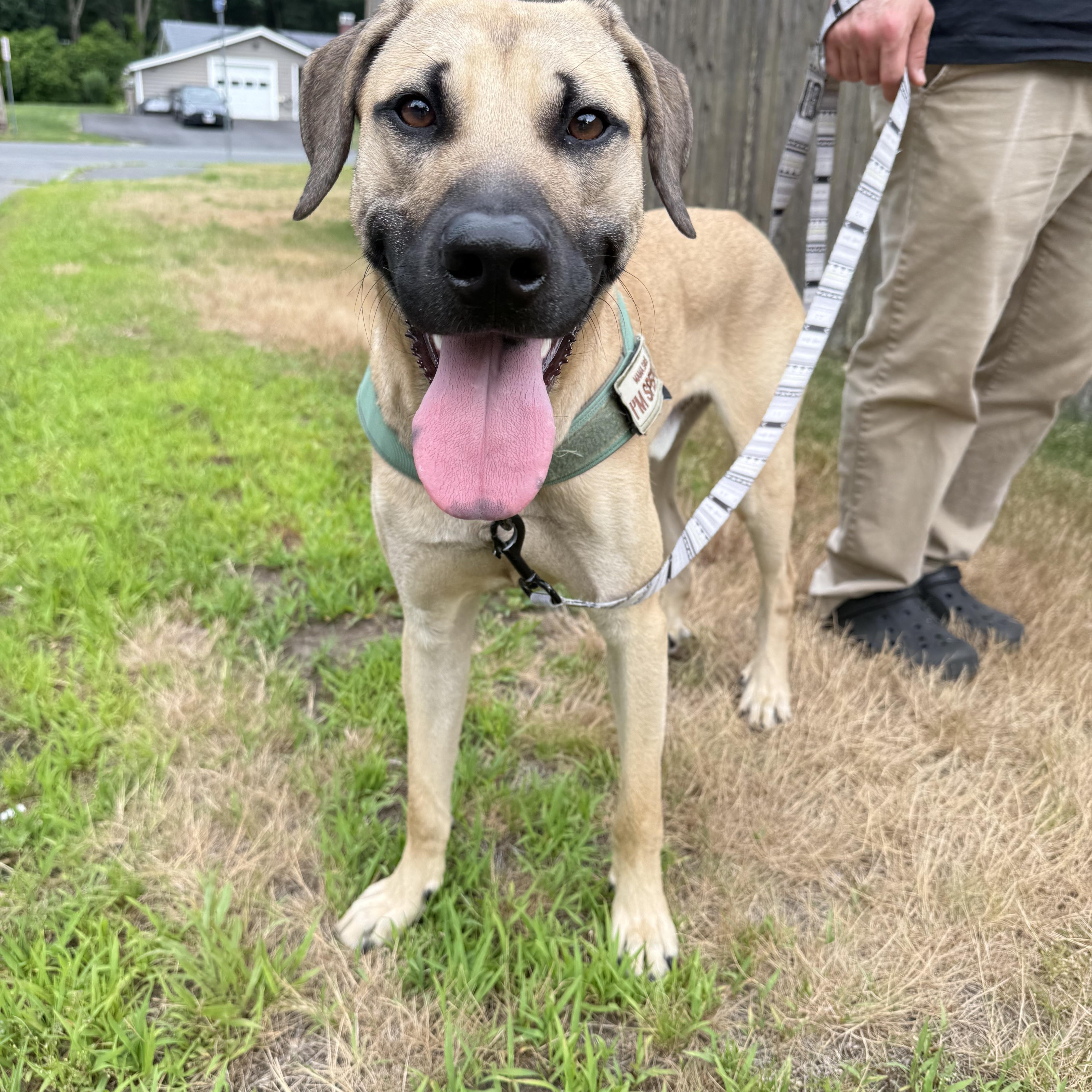 Darwin, an adopted mixed breed in Framingham, MA image 1/6