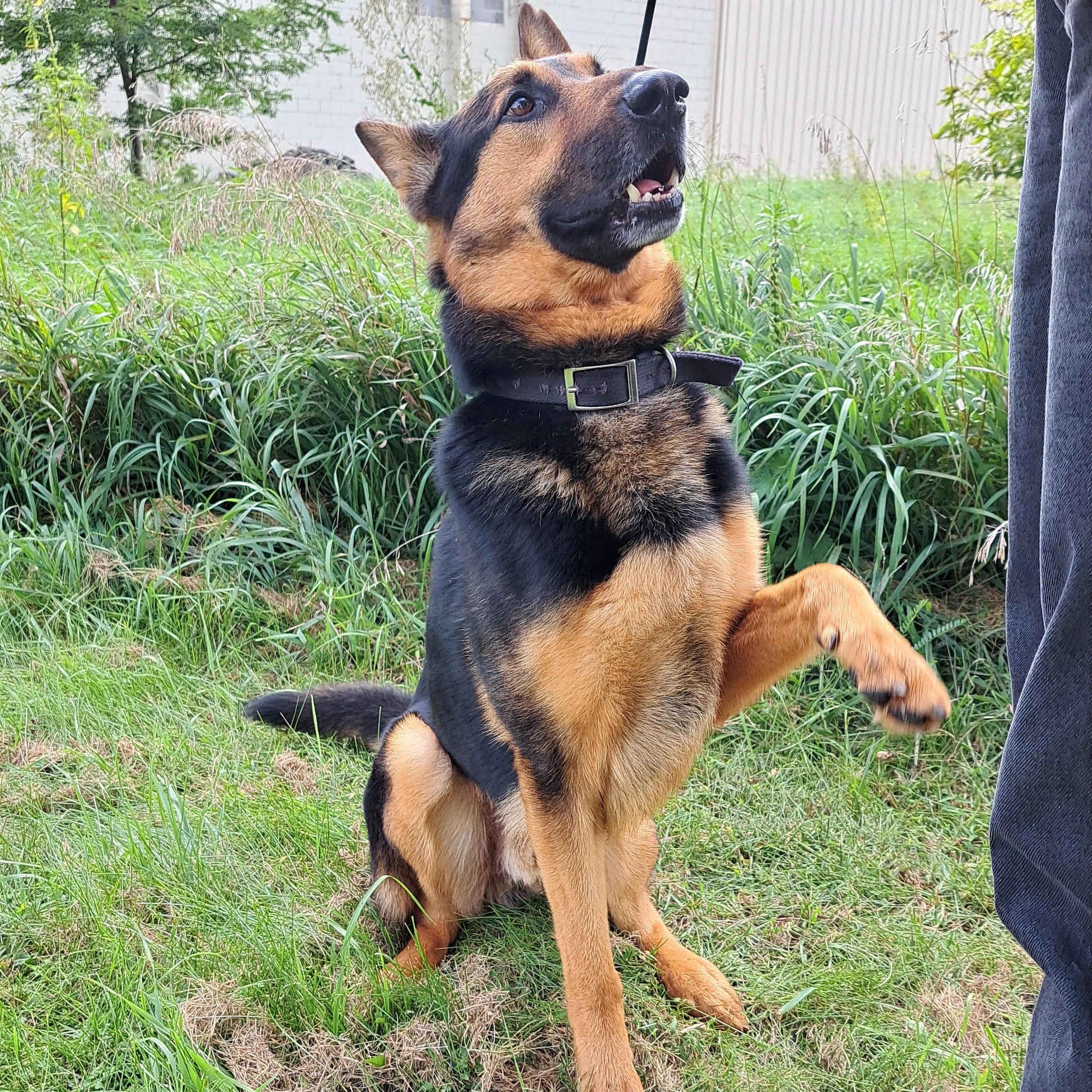 Pancho, a other German Shepherd Dog in Storm Lake, IA image 2/3