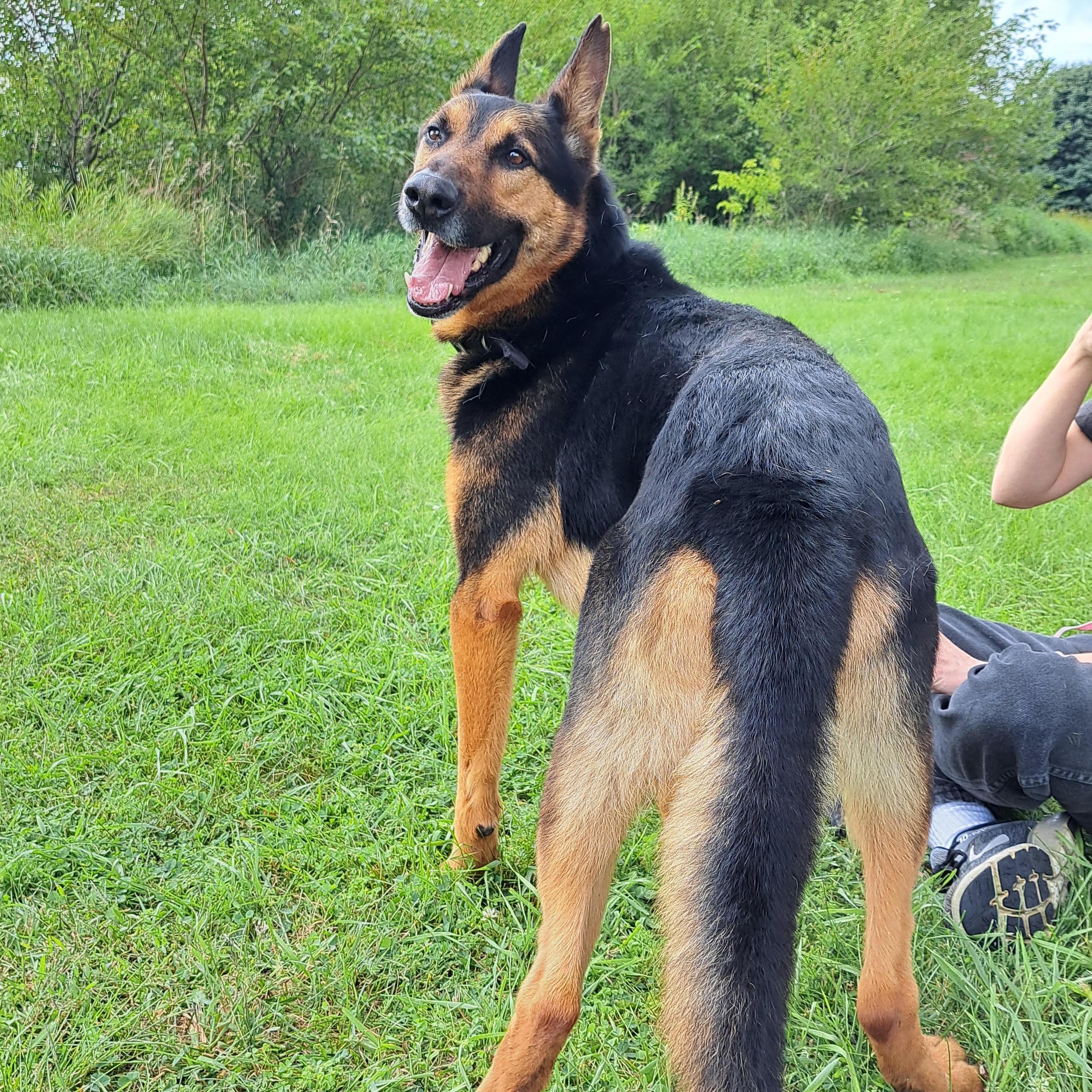 Pancho, a other German Shepherd Dog in Storm Lake, IA image 1/3
