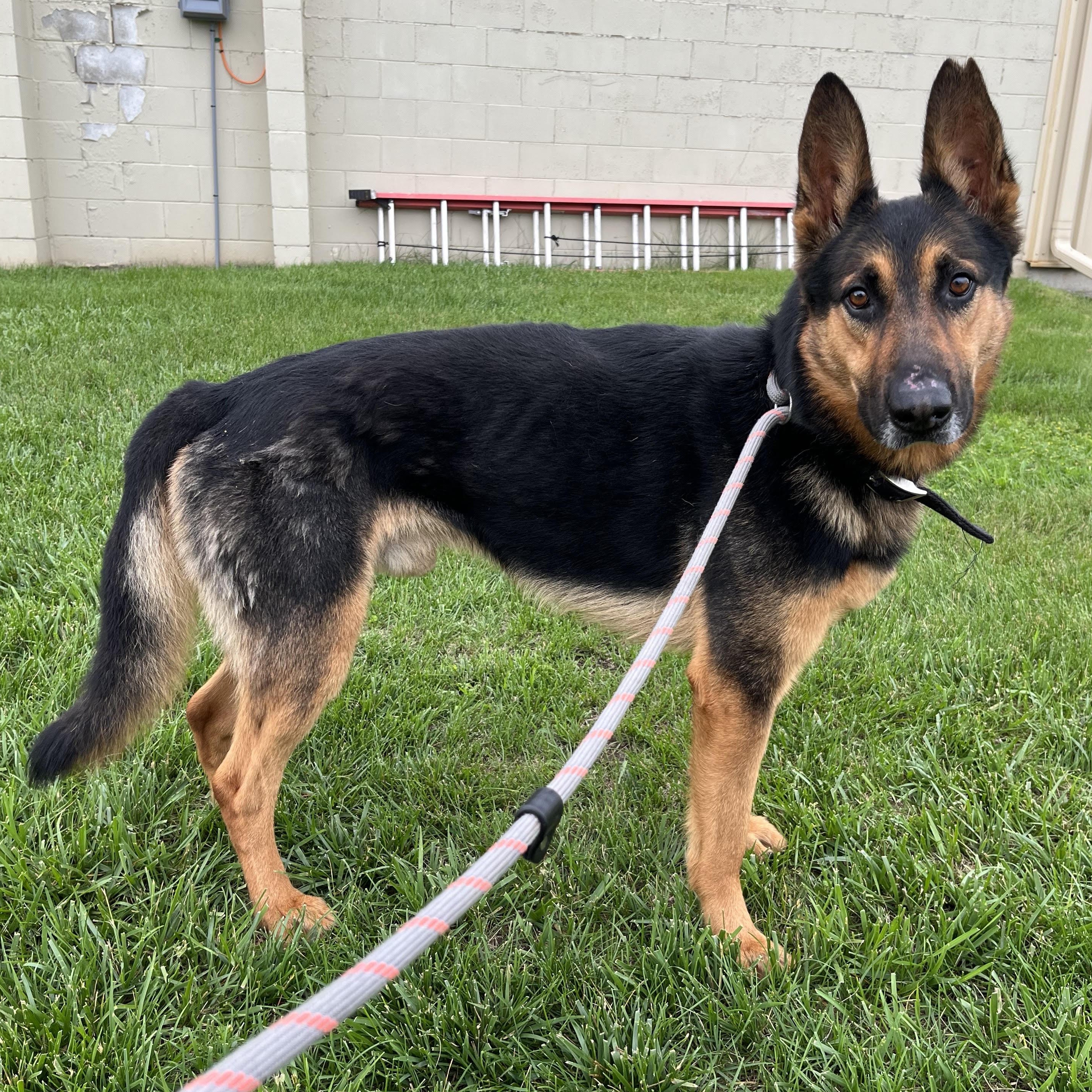 Pancho, a other German Shepherd Dog in Storm Lake, IA image 3/3