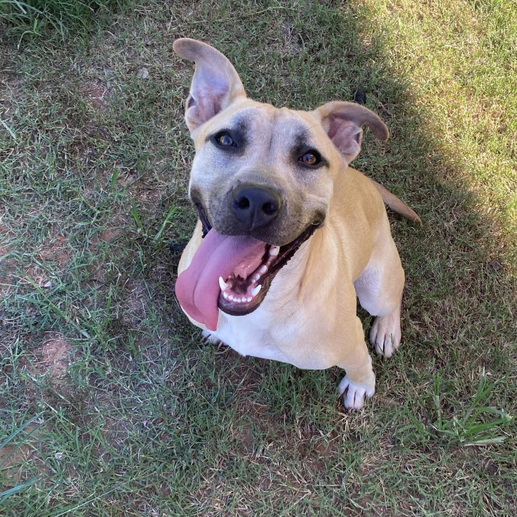Enlarge Lilly, a Adoptable Pit Bull Terrier in Stillwater, OK image 1/5