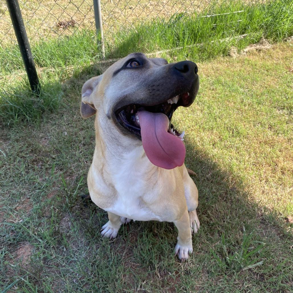 Enlarge Lilly, a Adoptable Pit Bull Terrier in Stillwater, OK image 2/5
