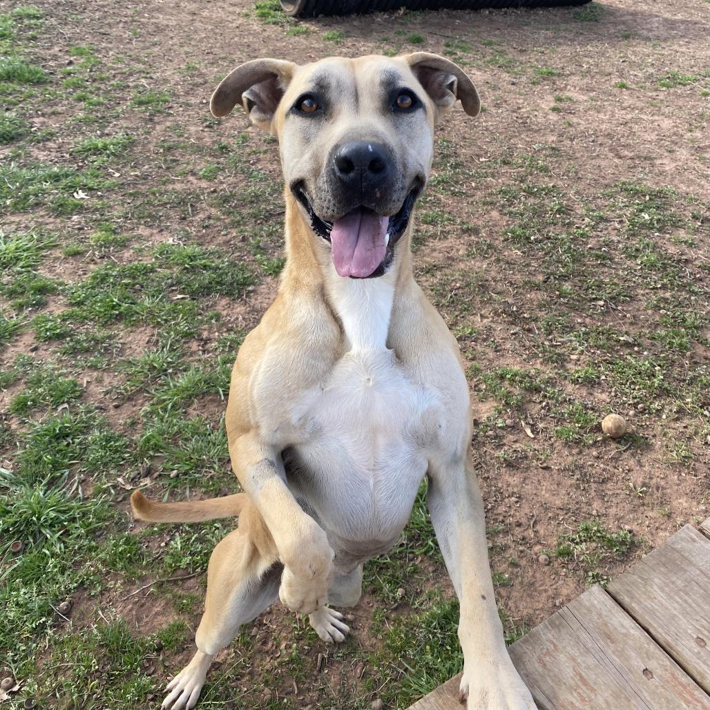 Enlarge Lilly, a Adoptable Pit Bull Terrier in Stillwater, OK image 3/5