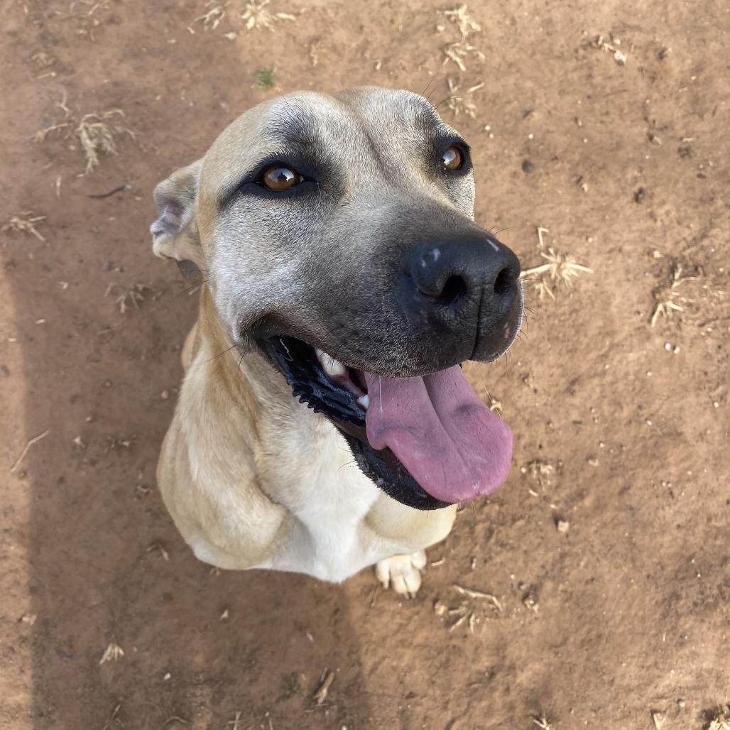 Enlarge Lilly, a Adoptable Pit Bull Terrier in Stillwater, OK image 5/5
