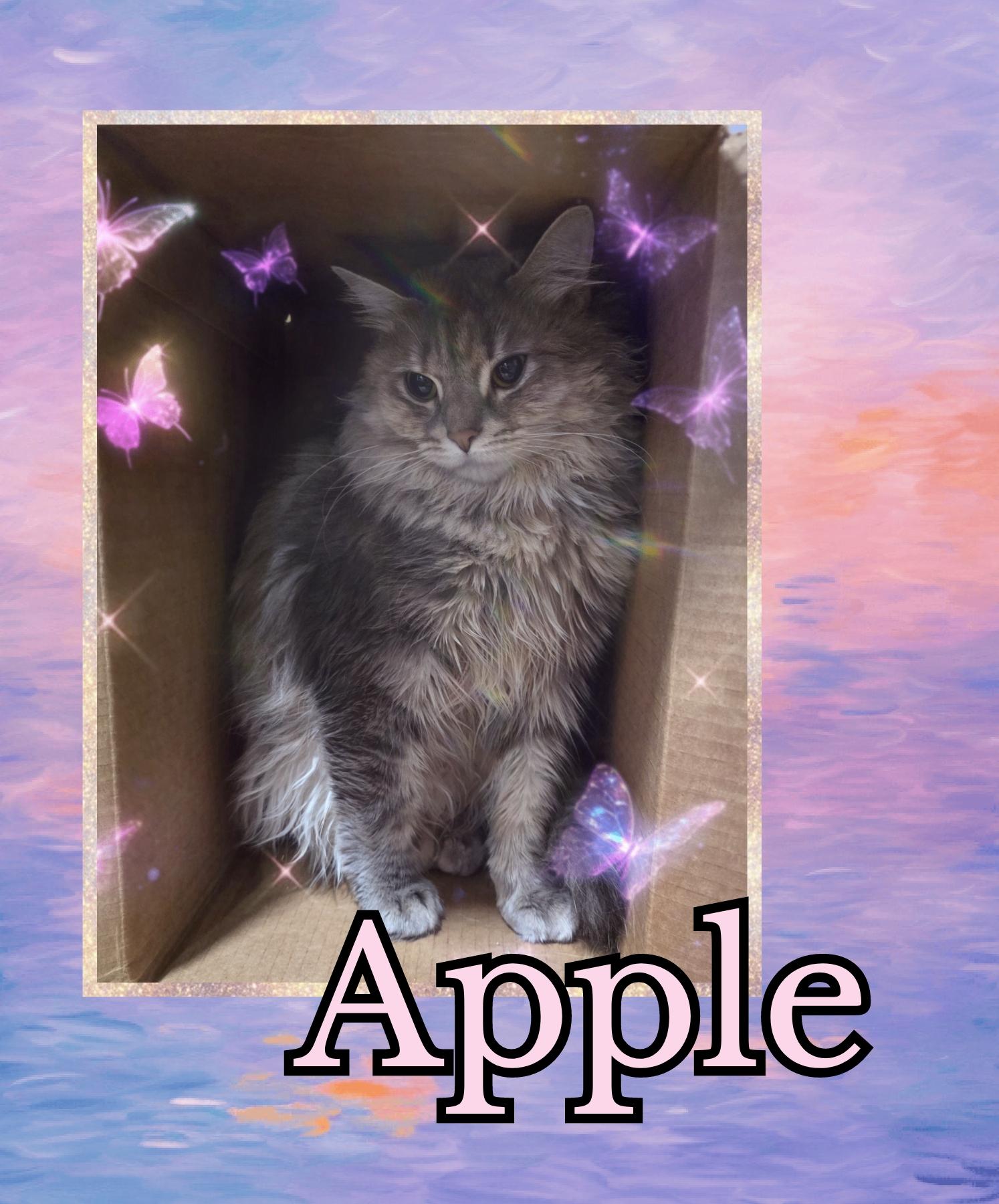 Apple, Adoptable, Adult Female Domestic Long Hair.