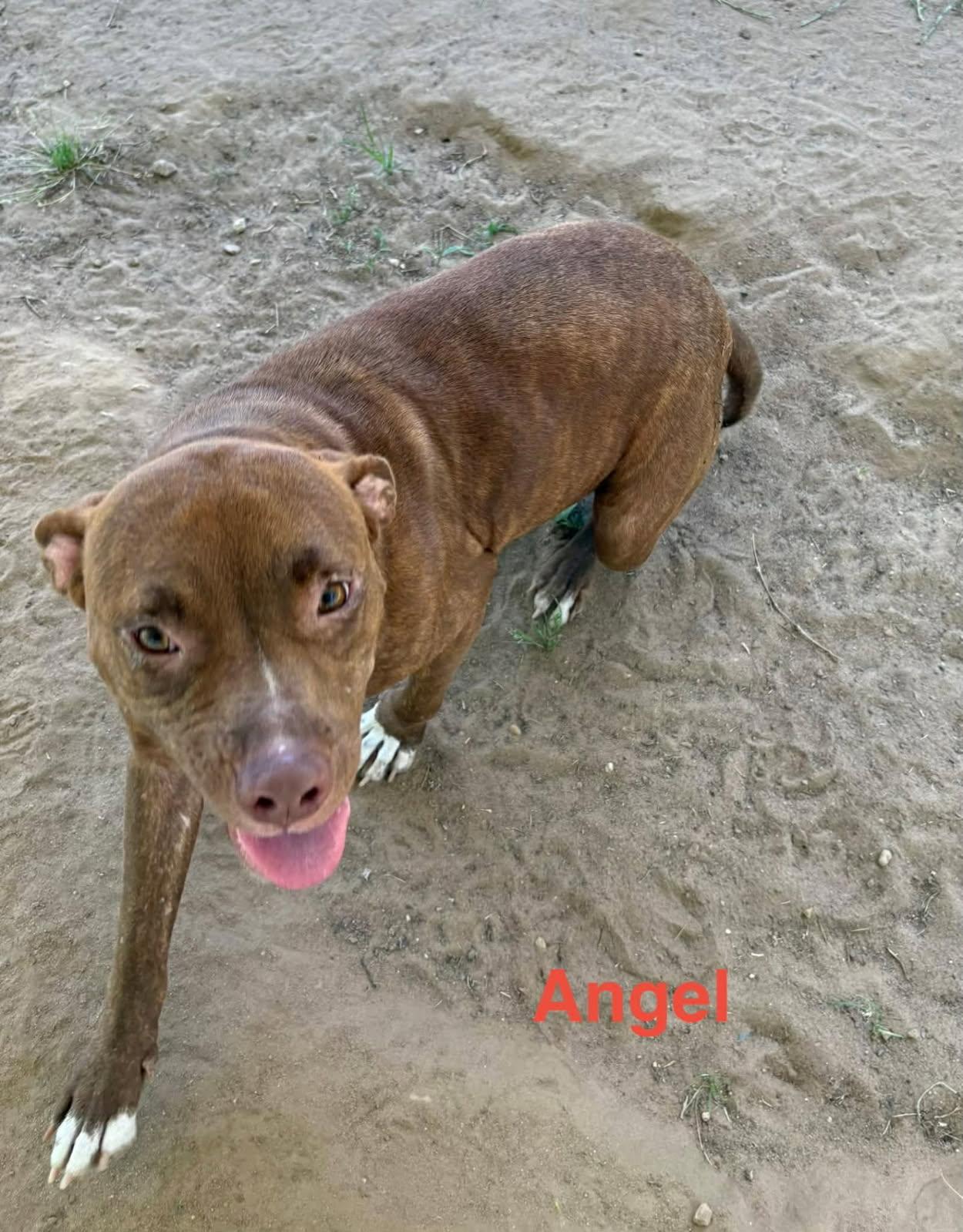 Enlarge Angel, an adopted mixed breed in Zimmerman, MN image 2/2