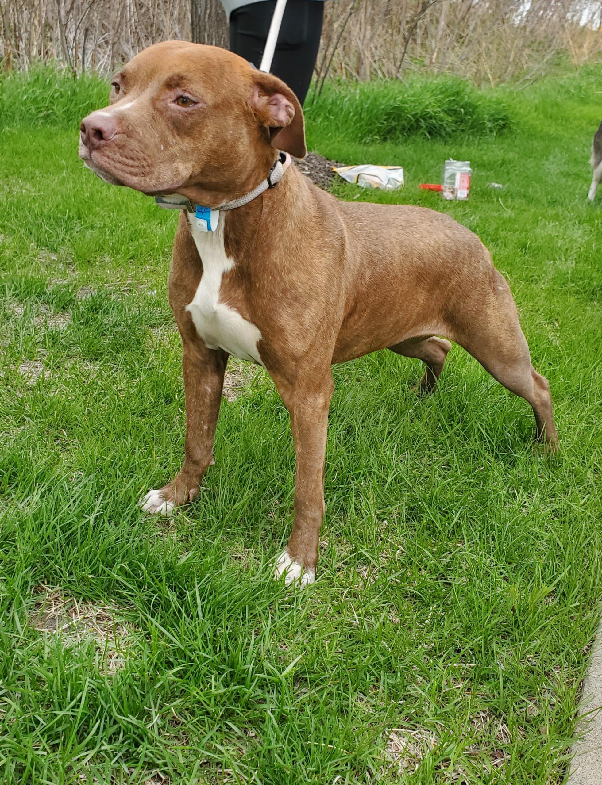 Angel, adopted, Young Female Pit Bull Terrier.