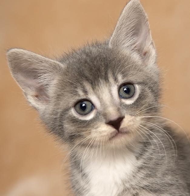 Sincere, Adopted, Kitten Male Tabby.