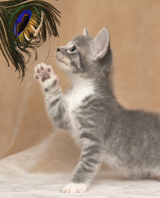 Enlarge Sincere, a Adopted Tabby in Chicago, IL image 3/3
