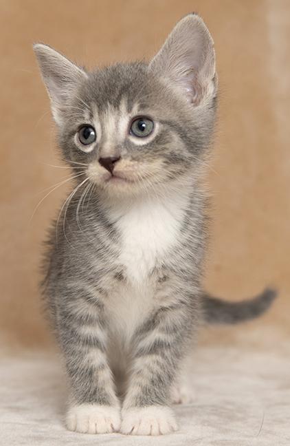Enlarge Sincere, a Adopted Tabby in Chicago, IL image 2/3