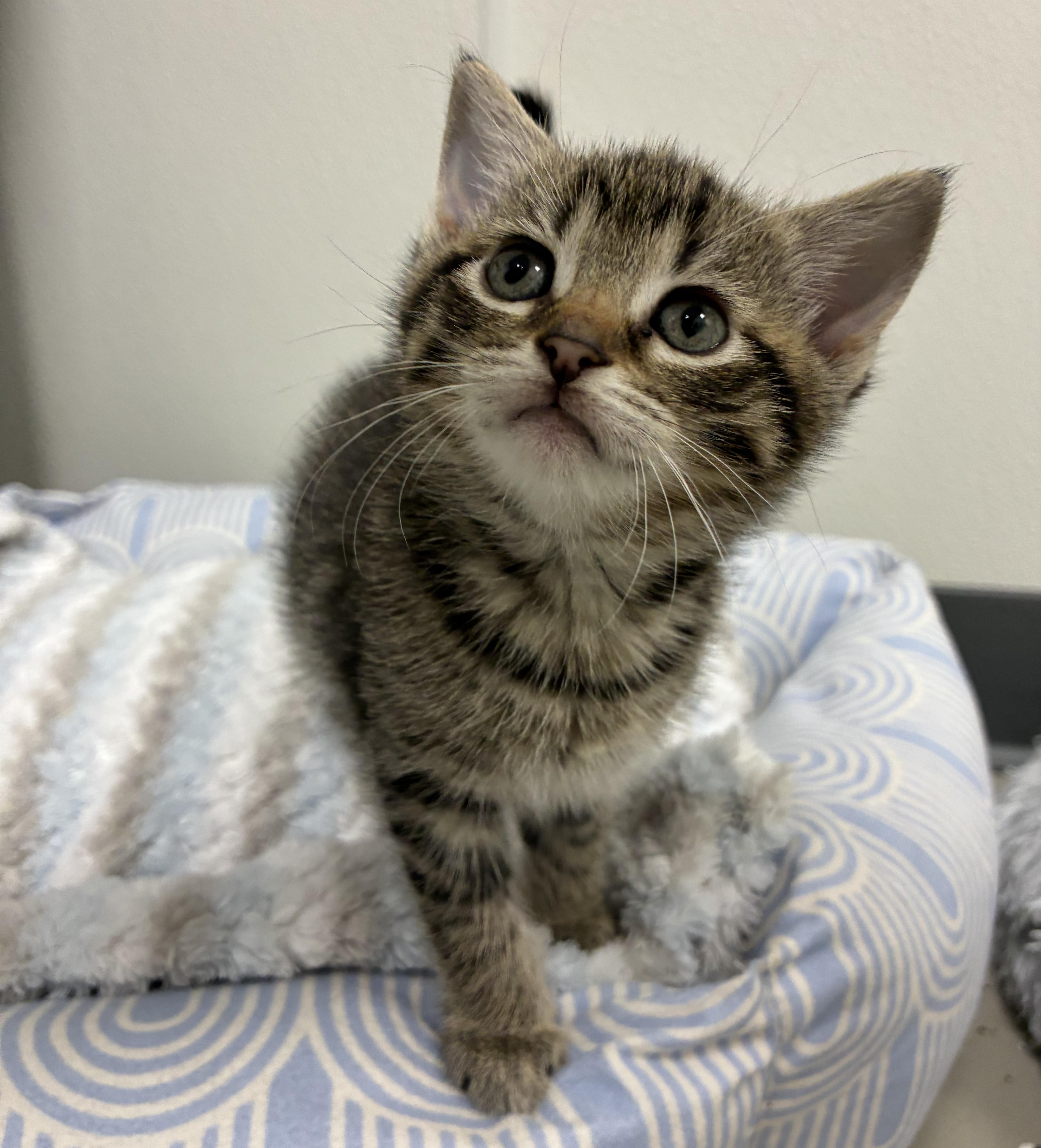 Enlarge Gaia, a ADOPTABLE Domestic Short Hair in Hornell, NY image 2/2