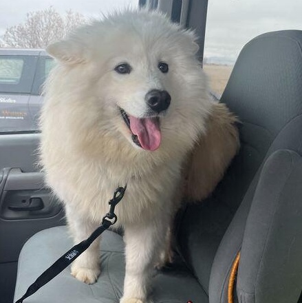 Enlarge Summer, an adopted Samoyed in Driggs, ID image 2/6