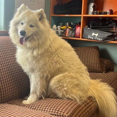 Enlarge Summer, an adopted Samoyed in Driggs, ID image 6/6